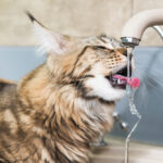 Maine,Coon,Cat,Drinking,Water,With,Tongue,From,Tap
