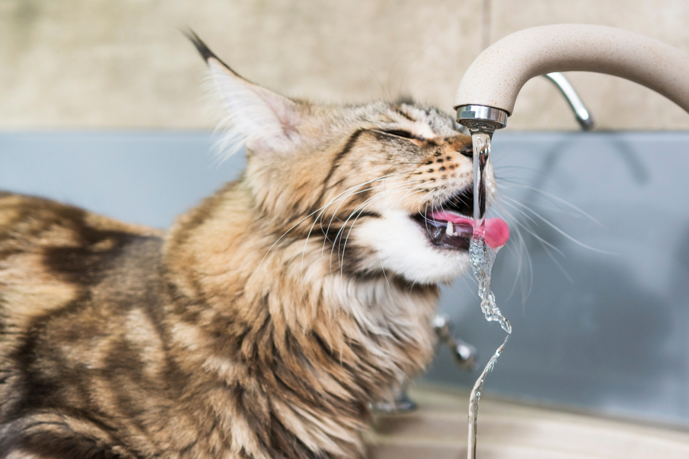 Maine,Coon,Cat,Drinking,Water,With,Tongue,From,Tap